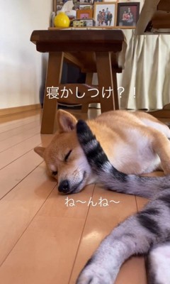 虎太郎くんを寝かしつけるまるくん3