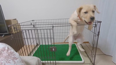 出られることに全然気づきません（笑）