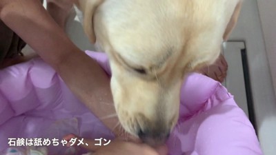 「あわあわ落としてあげよう」