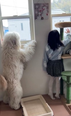 窓の外を見つめる女の子と犬