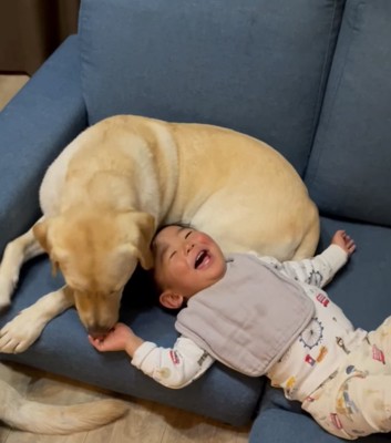 犬と添い寝する子ども