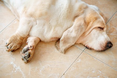 横たわる犬、バセットハウンド