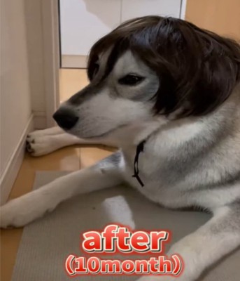 カツラを被る10カ月の犬3
