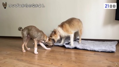 ワンプロするほどに仲良しに♡