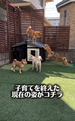 柴犬一家