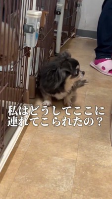 スタッフを見て体を強ばらせる犬