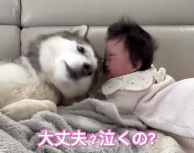 赤ちゃんの顔を覗き込む犬