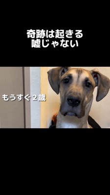 見つめる犬2