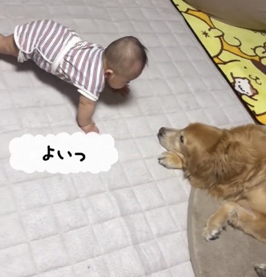 犬へ近づく赤ちゃん