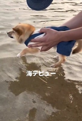 水に手足をつけるこむぎちゃん