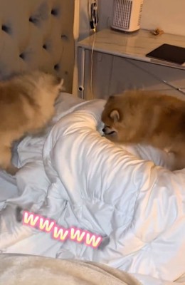 ホリホリするわんこたち