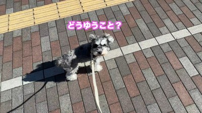 「どういうこと？ただのお散歩じゃないの？」