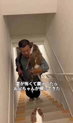 雷が鳴った時のきびちゃん