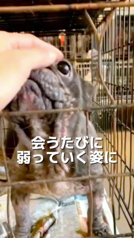 フレンチフルドッグの頭を撫でる投稿者