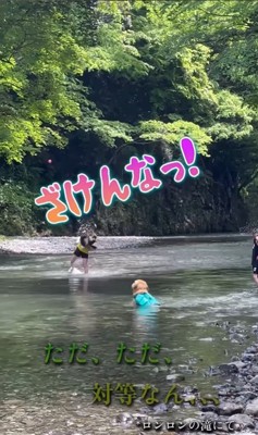 アーロンくんと川遊び中の出来事9