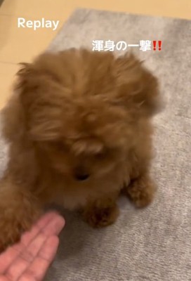 渾身のオテをするあられちゃん