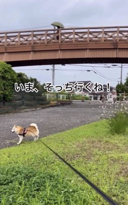 走り始める犬