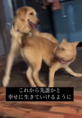 同居犬と遊ぶラスクちゃん