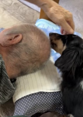 寝転がる祖父と犬