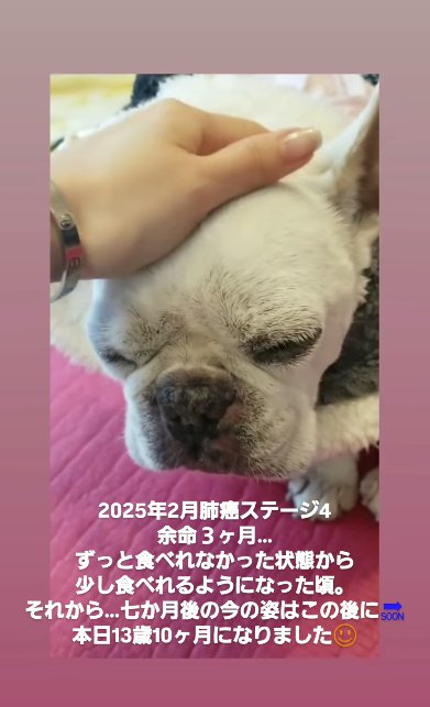 女性に撫でられながら元気がなさそうなフレンチブルドッグ