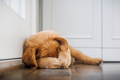 顔を覆う犬