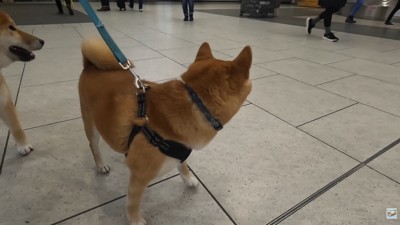 ナラちゃん&ソラくんとママの再会3