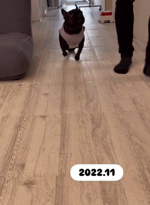 パパを見るあずきちゃん