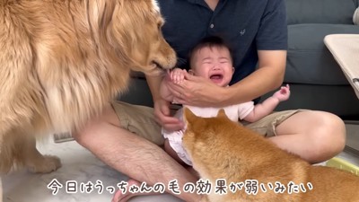 うにくんの毛の効果が弱かった…