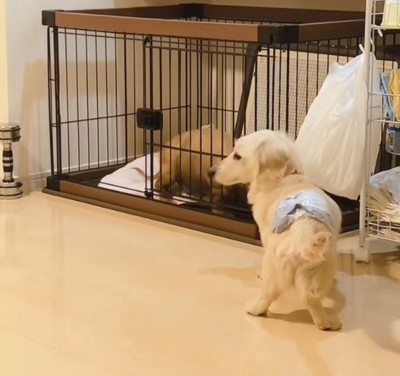 別の家に預けられたけど…