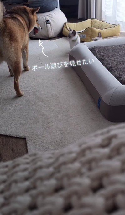 ボール遊びをお披露目