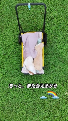 ペットカートの上に座って日向ぼっこする犬