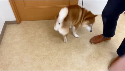 診察室で威嚇するような声をあげる犬