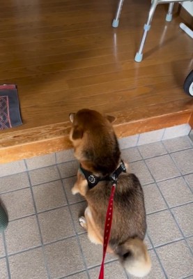 震えるはちちゃん