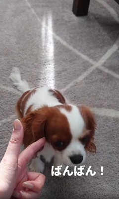 姿勢を低くする犬