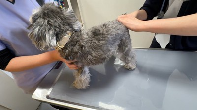 いい子で頑張りました
