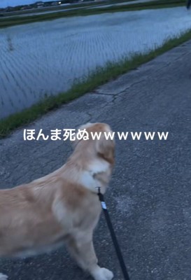 お散歩中のベイリーちゃんとパパ4