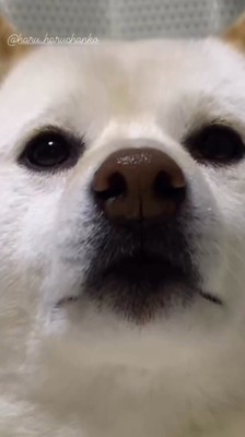 優しい目をした犬