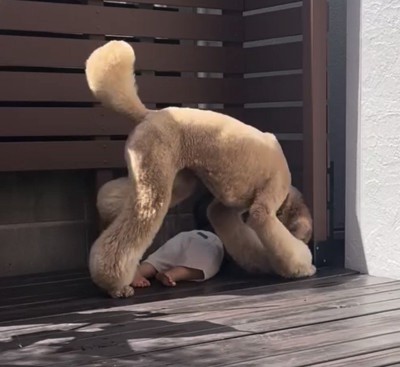 男の子のそばに寄る犬