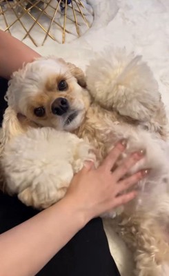 普段のエルくんのお顔2