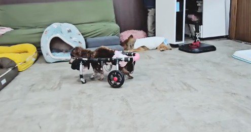 ソファーを避けて歩く車椅子の老犬