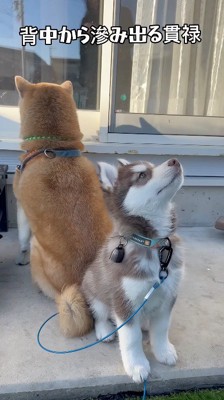 背中合わせに座るハスキー犬の赤ちゃんと柴犬