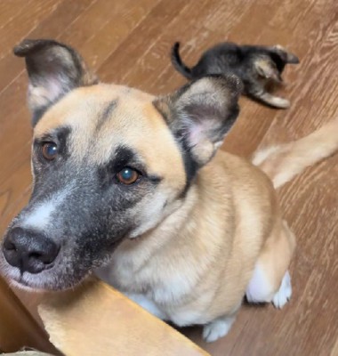 可愛い猫パンチ!!