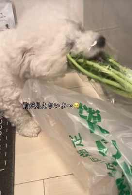 大根の葉を食べるおから君2