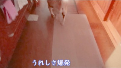 電気がついている部屋に走って行く犬