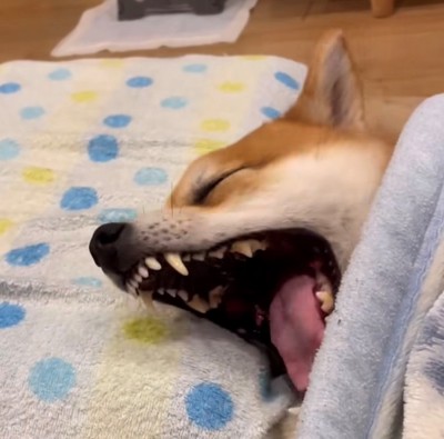 大きなあくびをしている犬