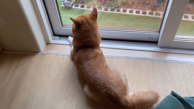 帰りを待ち続ける健気な姿
