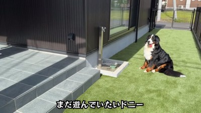 戻りたくないどんちゃん