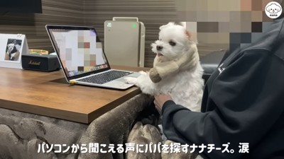 パパさんを探す姿が健気…