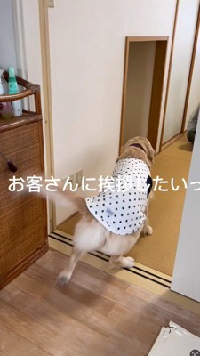 客間へ近づく犬