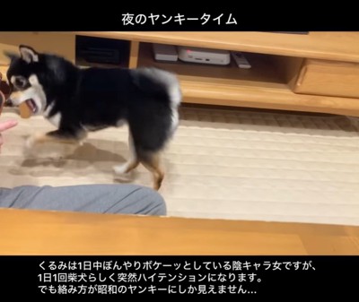 ヤンキーのように絡むくるみちゃん4